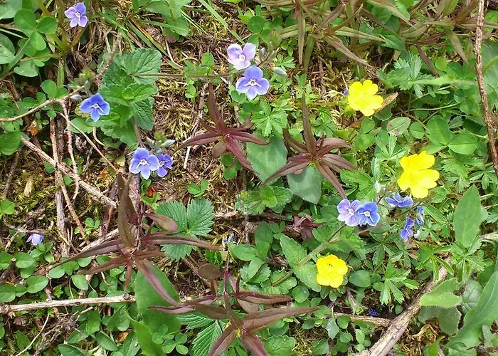 Post Steinach 3* Steinach am Brenner